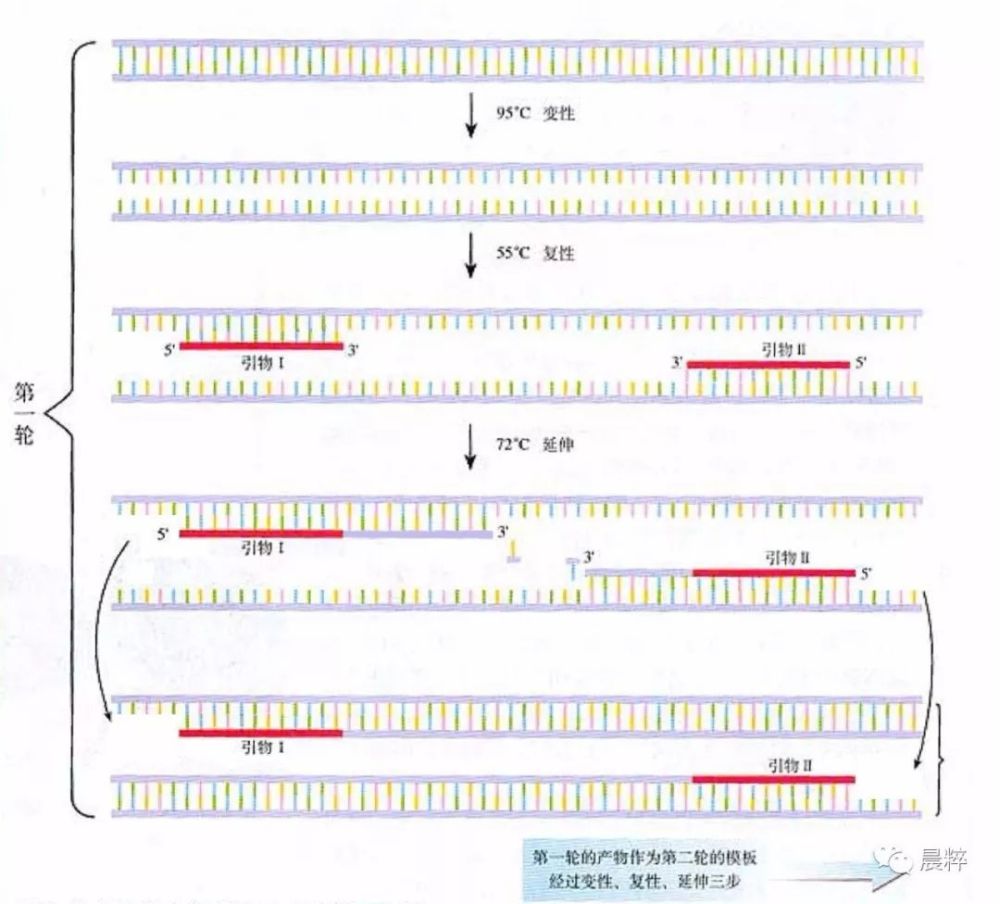 图解利用pcr技术扩增目的基因的过程