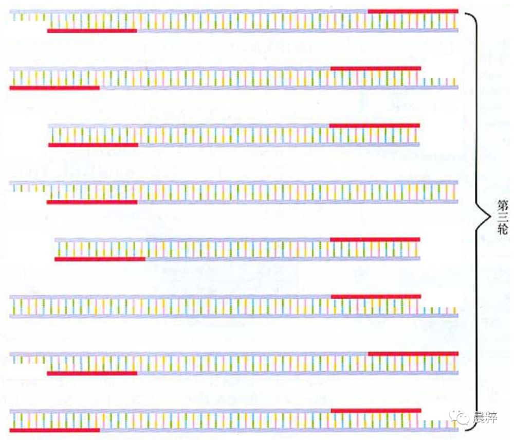 图解利用pcr技术扩增目的基因的过程