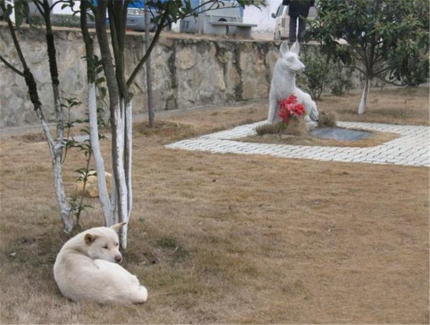 全世界有三个纪念狗狗的雕像 其中一个在中国 看点快报