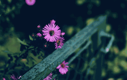 壁纸 花 桌面 500_315 gif 动态图 动图