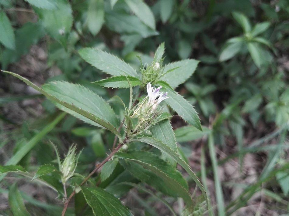 苍术,农村,草药,野菜,致富