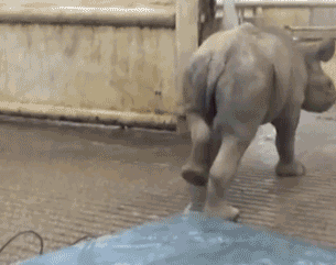 这只小犀牛,是一只戏精,你在干嘛他是你老汉,你跑啥?