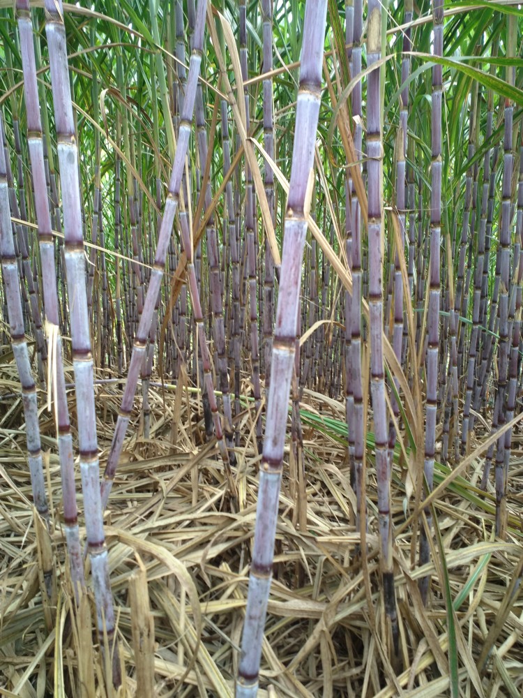 红种甘蔗,榨糖很硬,种这些甘蔗都是砍后拉到景真糖厂,当地价格是350到
