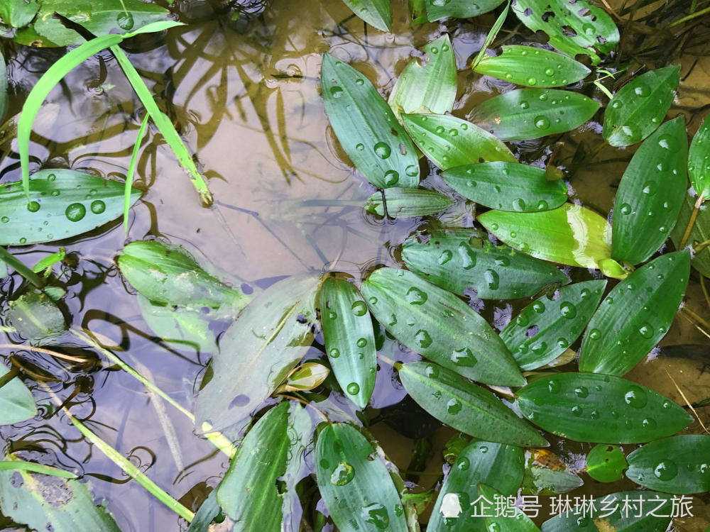 池塘里一种水草 农民用来养草鱼 草鱼个个又大又肥 看点快报