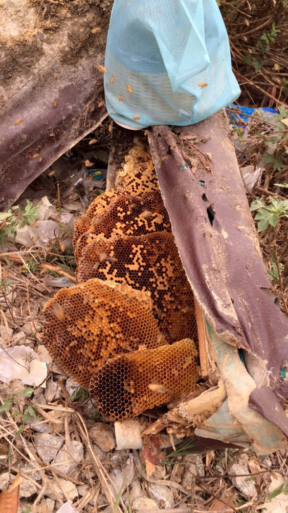 蜜盘诱蜂寻蜂技术,一般人我不告诉他