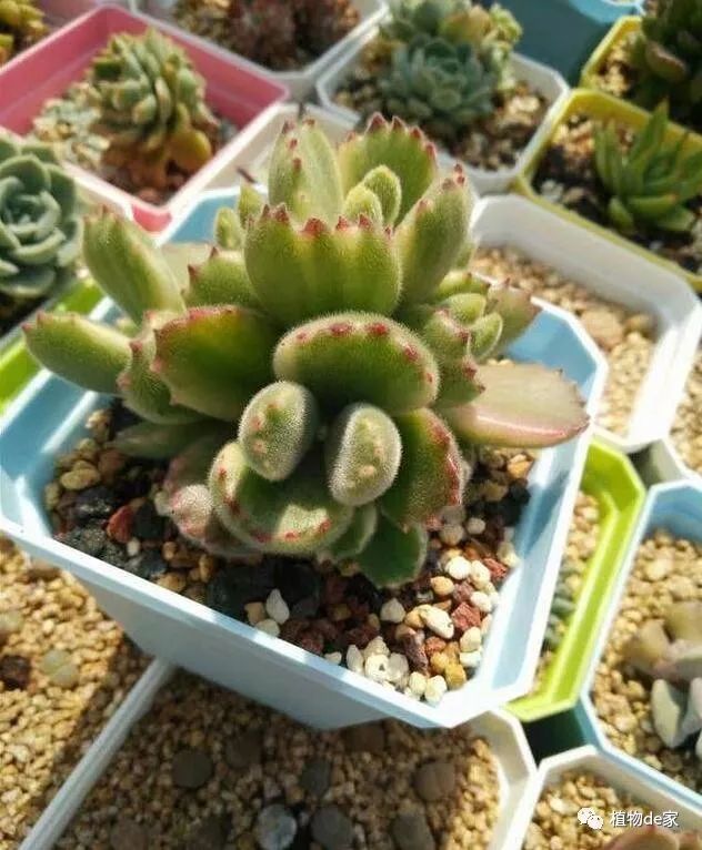 给大家简单讲解一下徒长 气根 木质化对于多肉的影响 看点快报