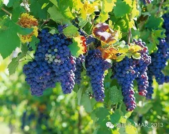 技法篇——国画写意葡萄步骤画法