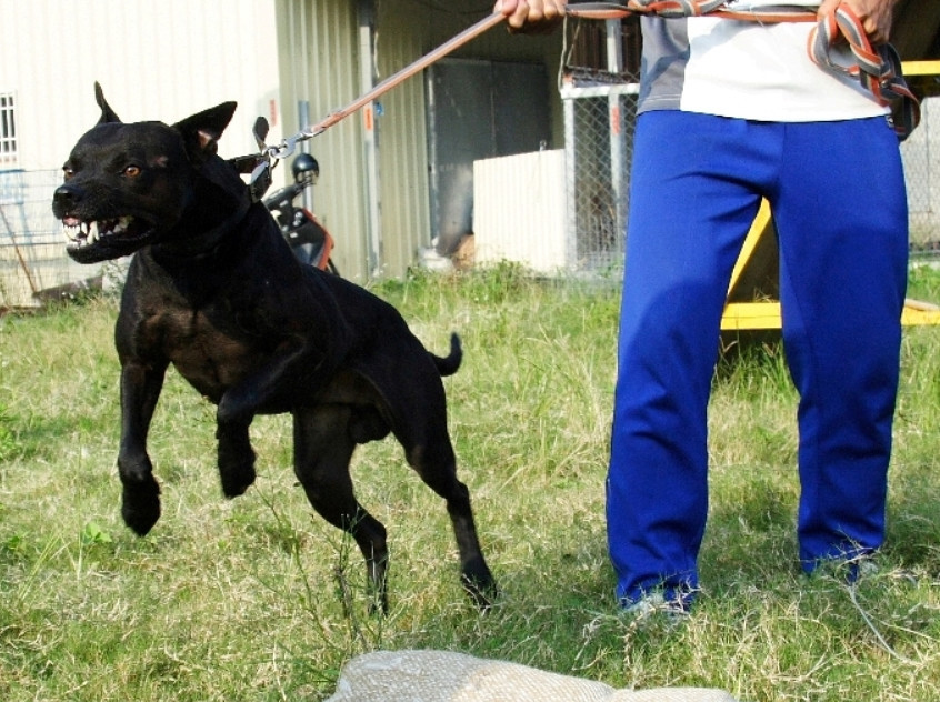 这种 土狗 被误认为中华田园犬 通过年努力早已成为新犬种 看点快报