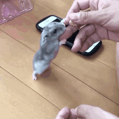 仓鼠,按摩,萌宠,毛捋顺