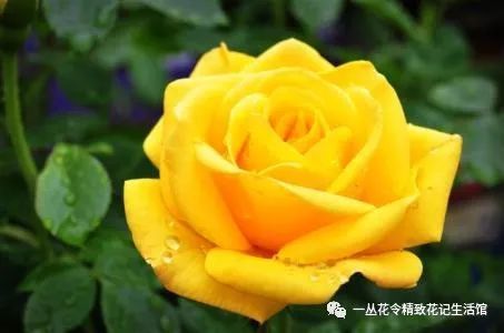 花言花语蔷薇花的气质 看点快报