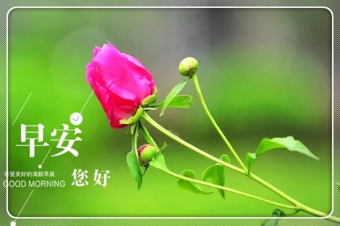 早上好问候语温馨句子 早安祝福漂亮鲜花图片