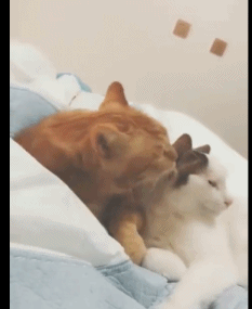 两只猫咪在家亲热,铲屎的总在一旁打扰,橘猫都快发飙了
