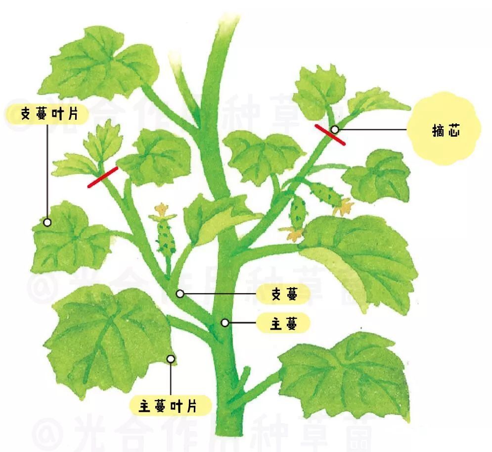 盆栽迷你小黄瓜摘腋芽还是摘芯 看点快报