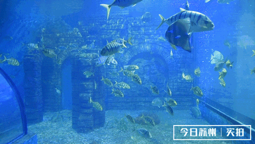 壁纸 海底 海底世界 海洋馆 水族馆 510_287 gif 动态图 动图