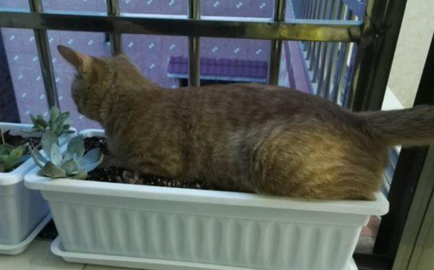 橘猫口味怪异 最爱吃主人养的多肉植物 网友 吃素减肥 看点快报