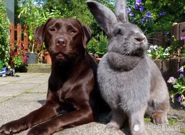 佛莱明巨兔是世界上最大的兔子,体长可达1.3米堪比小怪兽