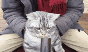 不过这只二哈你要当心了, 这次遇到的是只性格好的猫, 如果是只暴