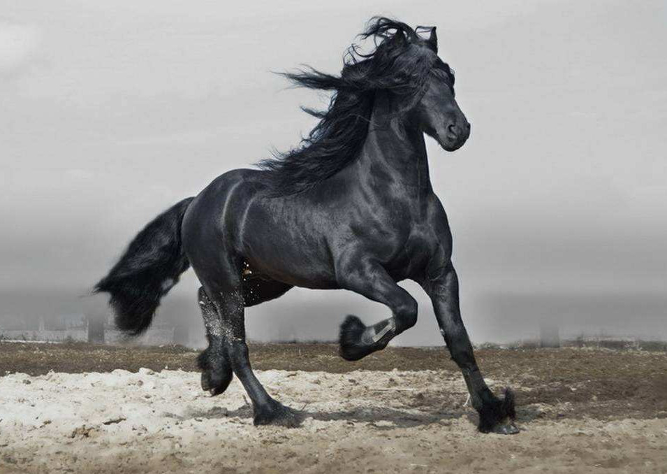 比赤兔还牛逼的马,的卢排不上号,一个都不