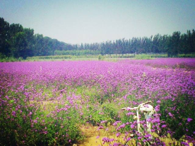 京郊薰衣草乐园，花儿都开好了 快去拍照吧[墙根网]