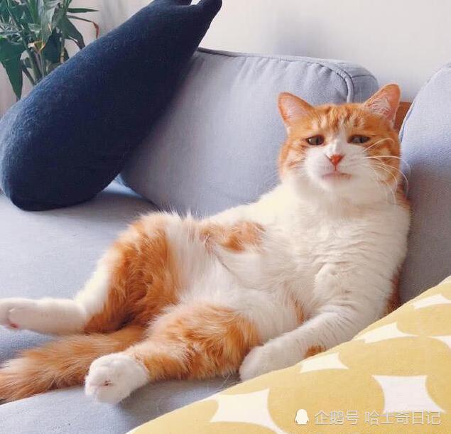 橘猫为了讨吃的 连秀三大表情包仍遭惨拒 最后抬起猫掌主人爆笑 看点快报
