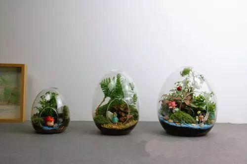 这些植物养在玻璃箱里能美出天际 看一眼绝对忘不掉 看点快报