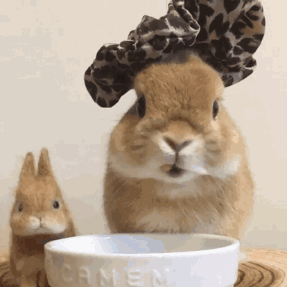 真爱兔兔的9大点,快来看看你符合几点?