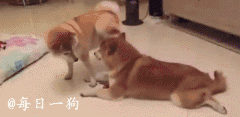 养柴犬需谨慎,毕竟他们是一种天生就会武术的狗