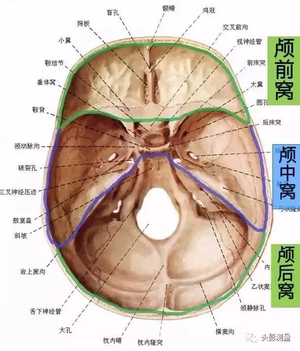 颅后窝:主要由枕骨和颞骨岩部后面构成.