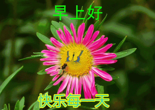 2019清晨最美早上好动画表情图片带字,早安问候祝福语