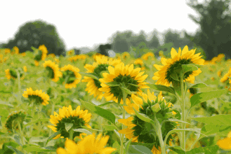 怀化中方县城隐藏着一个向日葵花海 美得让人