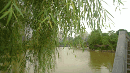壁纸 垂柳 风景 柳树 树 植物 桌面 420_236 gif 动态图 动图