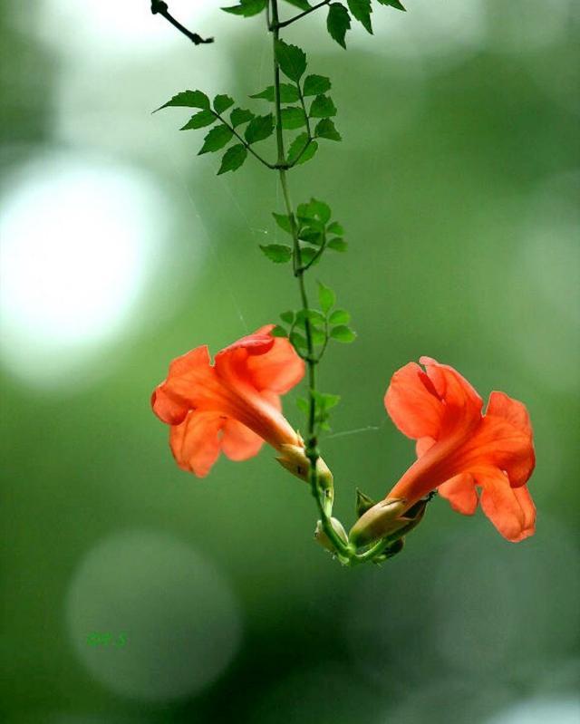 披云似有凌霄志,向日宁无捧日心一一凌霄花诗词19首