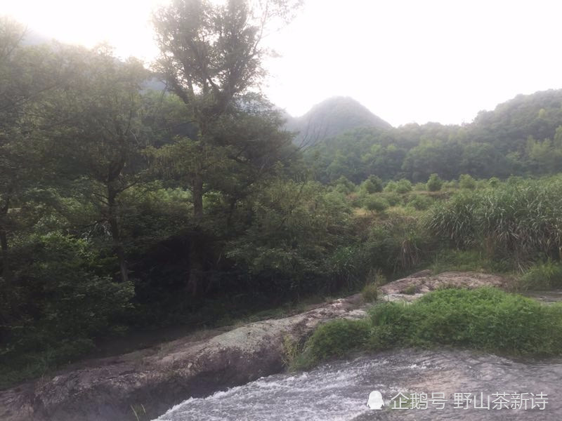 江岸,鱼星,方晴,西城,灵江