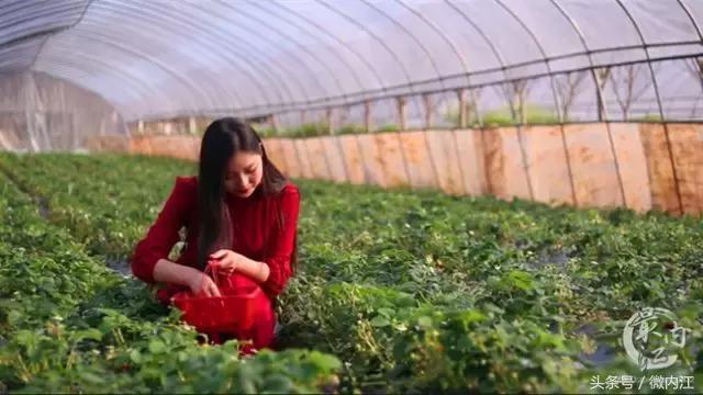 重庆人眼里的内江东兴区:乡村旅游即将美丽蝶