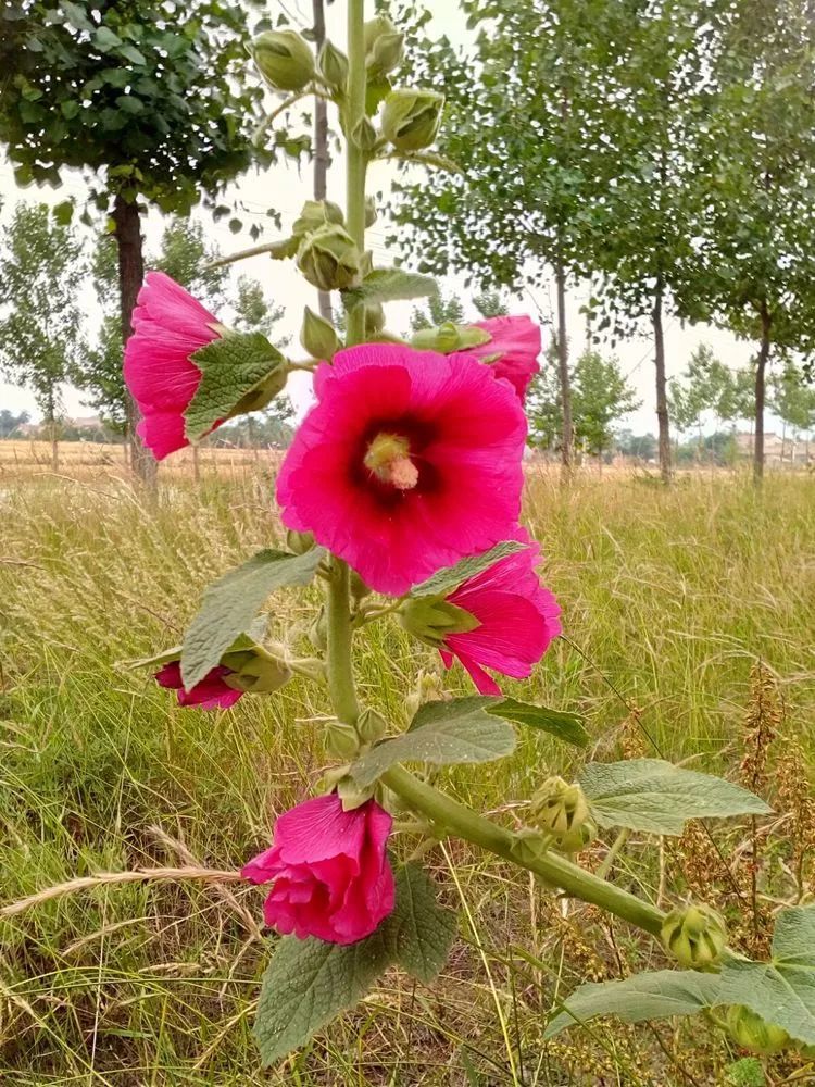 武传芳擀杖花 九牧传芳 大擀杖叶 恕简大众热点