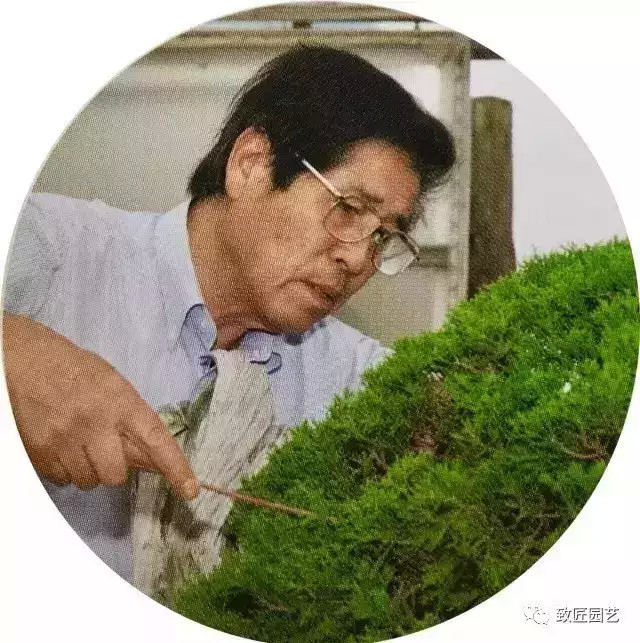 欣赏2000岁的真柏神仙树 怎样变成世界级名树《飞龙》