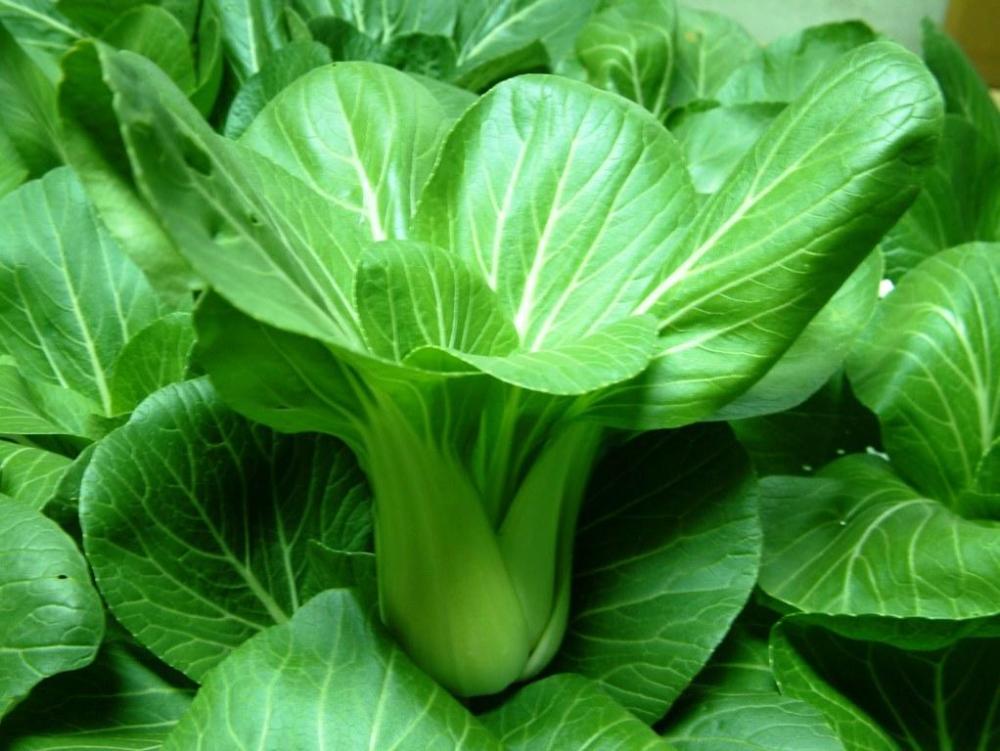 结节,甲状腺结节,苦瓜,油菜,血管