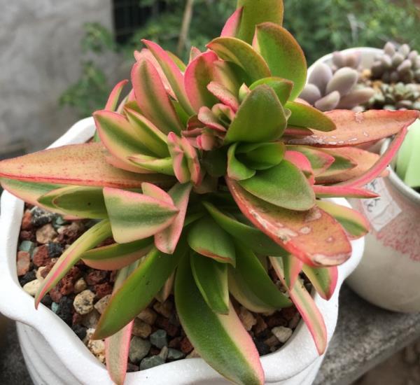 养多肉植物还在花钱买土 自己来配制 一样长得好 看点快报