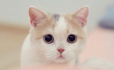 你睡着的时候,你家猫咪会盯着你看,知道这是为