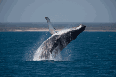 壁纸 动物 海洋动物 鲸鱼 桌面 450_300 gif 动态图 动图