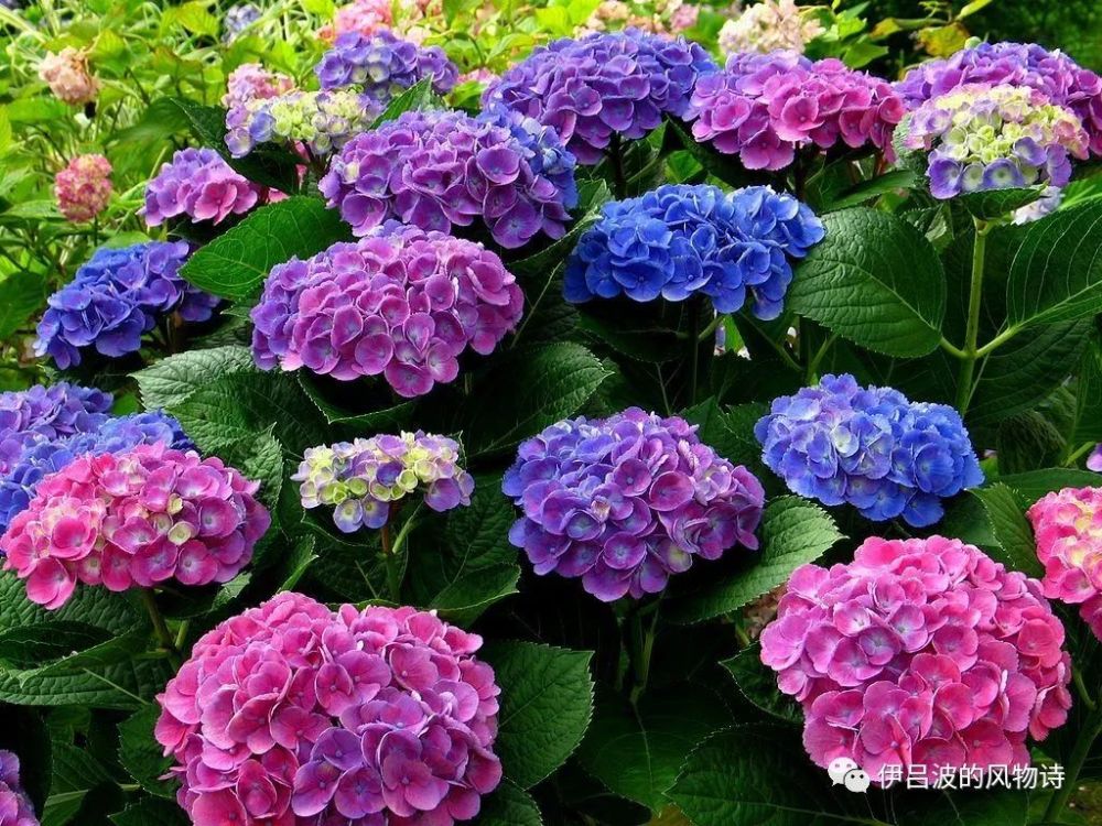 错过樱花季 不如六月去古都寻一场紫阳花 看点快报