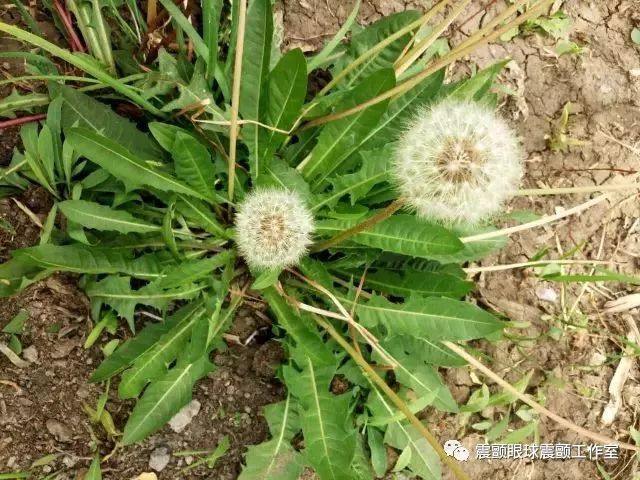 蒲公英,全株可药用,叶子,根茎和花朵,哪个营养价值最高?