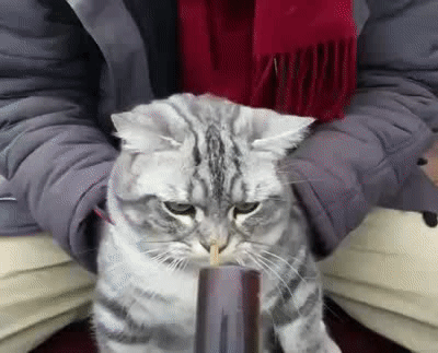 爆笑gif:我跟你说过多少遍,站岗的时候不准偷懒!