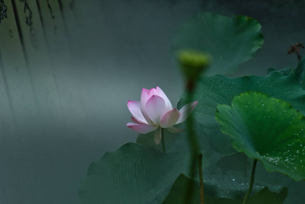 修行偈颂 宋  神秀大师 身是菩提树, 心如明镜台.