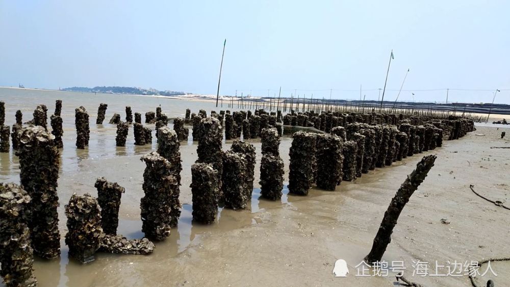 海蛎很好吃,养海蛎很辛苦,走进海蛎养殖