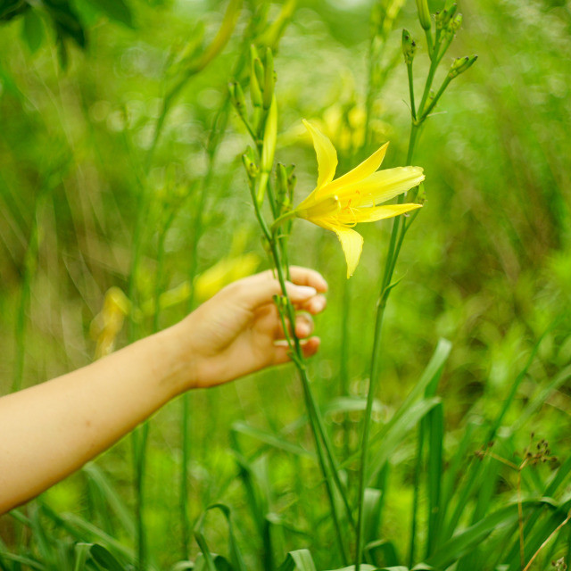 野百合也有春天,没想到它也叫黄花菜