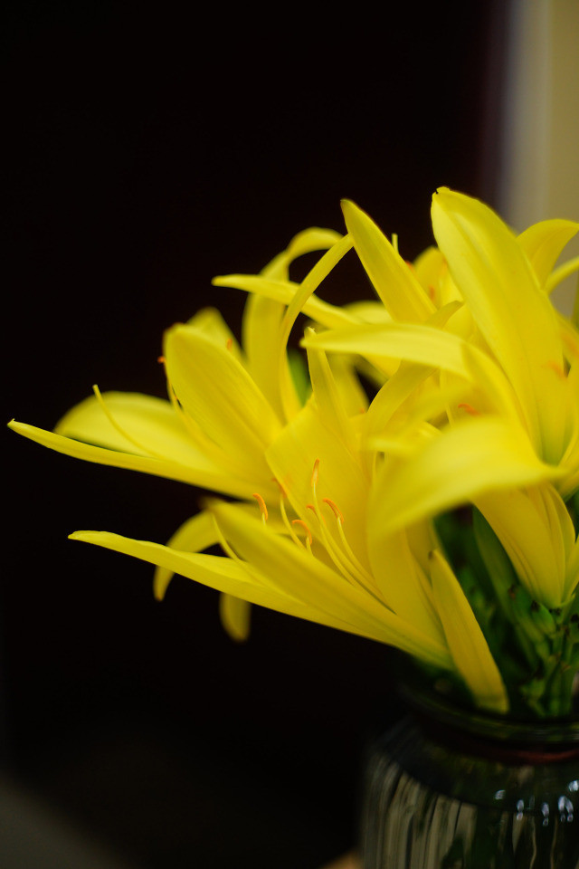 野百合也有春天,没想到它也叫黄花菜