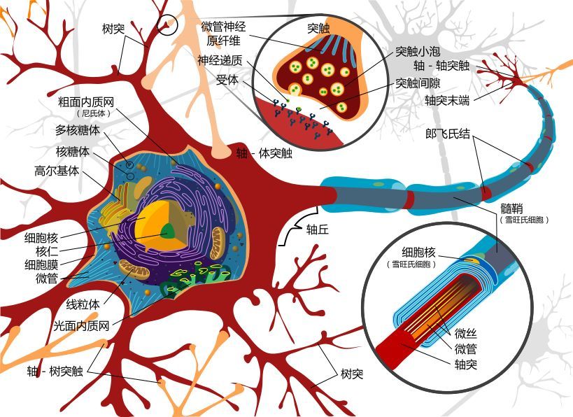 新生的味觉细胞是如何找到正确的神经元细胞的呢?