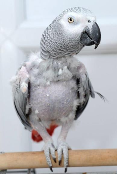 高智商鹦鹉因为爱情离家出走,失恋后独自打车