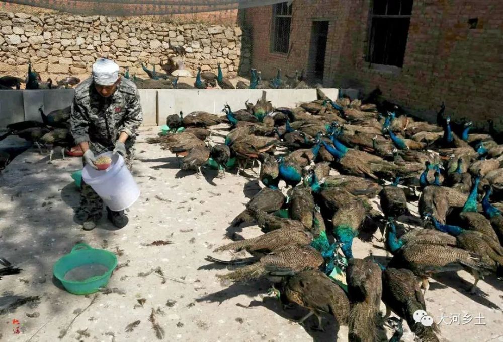 农民放弃打工养殖漂亮蓝孔雀,艰辛创业7年,现